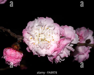 Sakura Rosa mit weißen Terry Closeup. Auf einem schwarzen Hintergrund. Stockfoto