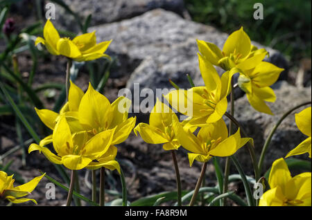 Wildtulpe Tulipa Sylvestris - Wilde Tulpe Tulipa Sylvestris 01 Stockfoto