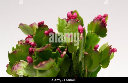 Eine Weihnachtskaktus Anlage hautnah. Magnoliophyta Magnoliopsida Caryophyllales Cactaceae Schlumbergera bridgessii Stockfoto