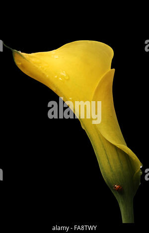 eine einzelne gelbe Arum Lilie auf dunklem Hintergrund (Zantedeschia Aethiopica) Stockfoto