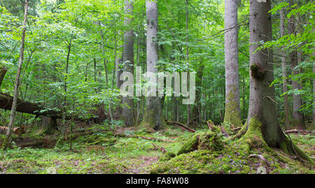 Gruppe von alten Fichten im Laub Stand von Białowieża Wald, Polen, Europa Stockfoto