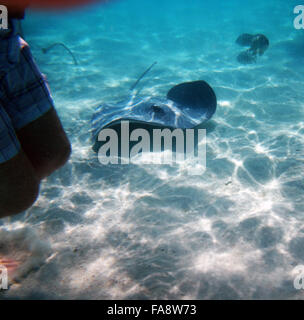 Schwimmen mit freundlichen Stachelrochen in Moorea, Französisch-Polynesien. Stockfoto