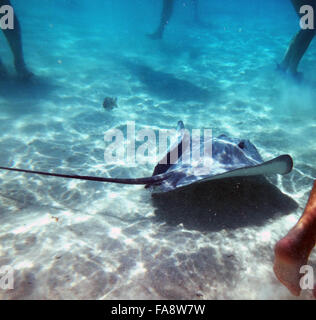 Schwimmen mit freundlichen Stachelrochen in Moorea, Französisch-Polynesien. Stockfoto