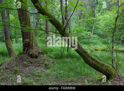 Gebogene Hainbuche Altbaumbestand in herbstliche Landschaft von ur Laub stehen von Białowieża Wald Stockfoto