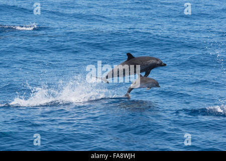 Atlantic Spotted Dolphins (Stenella Frontalis) erwachsenen Weibchen und Kalb Porpoising. Azoren, Atlantik. Stockfoto