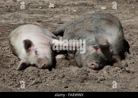 Schweine in Liebe, inländischen Schweine (Sus scrofa domesticus) am Strand von Isla del Sol im Titicacasee, Bolivien Stockfoto