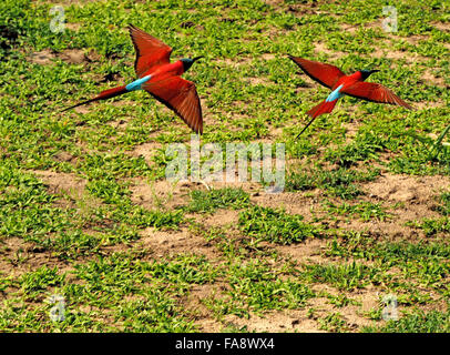 Zwei Juwel - wie Northern Carmine Bee-Eaters (merops Nubicus) Sturzflug über Grünland anzeigen Schöne rot grün blau schillerndes Gefieder Stockfoto