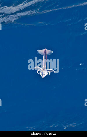 Sehr seltene Bild von einem Neon Flying Squid (Ommastrephes Bartramii) in der Luft, Süd-Atlantik, keine digitale manipulation Stockfoto