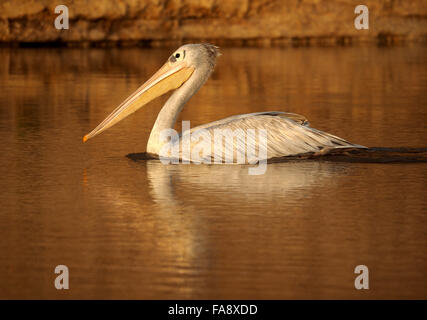 Reifen Rosa gesichert Pelican (Pelecanus rufescens) schwimmen anmutig im Abendlicht am Rufiji Fluss Kanal am Lake Manze, Selous Tansania Stockfoto