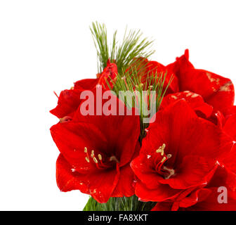 Amaryllis-Blüten. Blumen Weihnachtsstrauß isoliert auf weißem Hintergrund Stockfoto