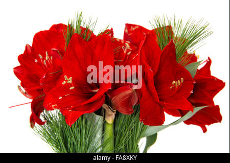 Amaryllis-Blüten. Rote Blumen Weihnachtsstrauß isoliert auf weißem Hintergrund Stockfoto