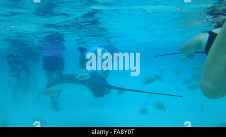 Schwimmen mit freundlichen Stachelrochen in Moorea, Französisch-Polynesien. Stockfoto