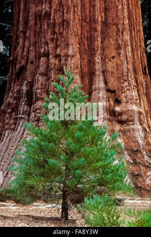 Die Dicke rötliche Stamm einer alten Mammutbaum Zwerge ein Bäumchen von diesem Baum, der gekeimt hat, in der Nähe und in Hunderten von Jahren auf eine ähnliche enorme Größe wachsen kann. Sequoiadendron Giganteum gelten als die größten Bäume der Welt (nach Volumen).  Die Bäume hier fotografiert wurden im Sequoia National Park an den westlichen Ausläufern der Sierra Nevada in Kalifornien, USA. Stockfoto