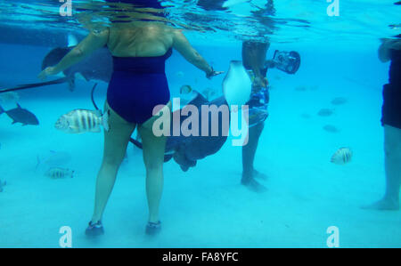 Schwimmen mit freundlichen Stachelrochen in Moorea, Französisch-Polynesien. Stockfoto