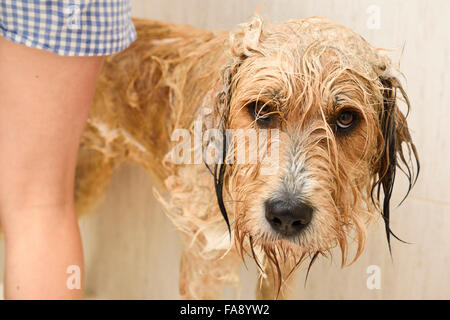 Seifenwasser besorgt Hund in Duschkabine immer von einer jungen Frau gewaschen Stockfoto