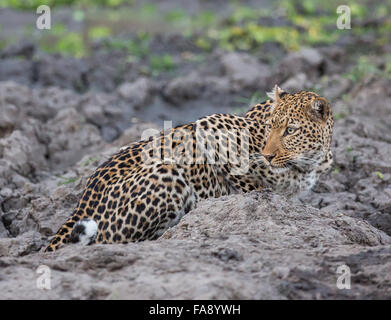 Ein einsamer Leopard (Panthera Pardus) wirft einen Blick rund um beim Trinken an einem Wasserloch. South Luangwa, Sambia. Stockfoto