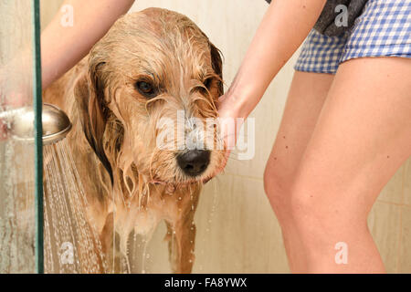 Junge Frau spülen Shampoo von einem zottigen Hund in einem Hause Duschkabine Stockfoto