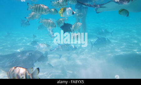 Schwimmen mit freundlichen Stachelrochen in Moorea, Französisch-Polynesien. Stockfoto