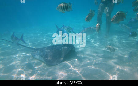 Schwimmen mit freundlichen Stachelrochen in Moorea, Französisch-Polynesien. Stockfoto