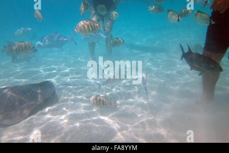 Schwimmen mit freundlichen Stachelrochen in Moorea, Französisch-Polynesien. Stockfoto