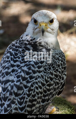 schönen weißen Falken mit schwarzen und grauen Gefieder Stockfoto