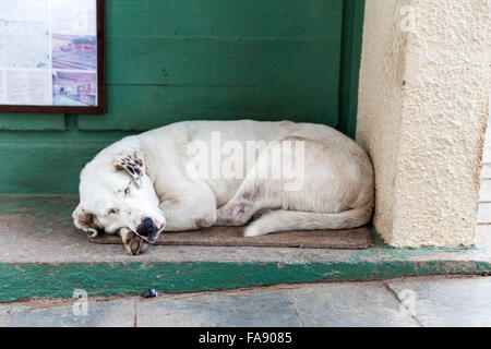 Straßenhund, schlafen am Eingang einer antiken Stätte in Athen, Griechenland Stockfoto