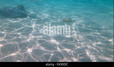 Neugierig, freundlichen Stachelrochen in der Lagune von Moorea, Französisch-Polynesien. Stockfoto