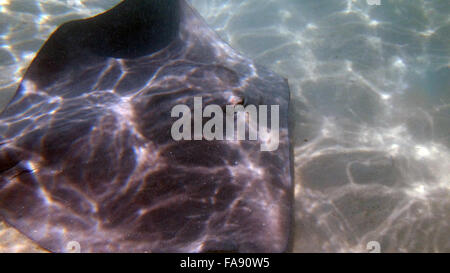 Neugierig, freundlichen Stachelrochen in der Lagune von Moorea, Französisch-Polynesien. Stockfoto