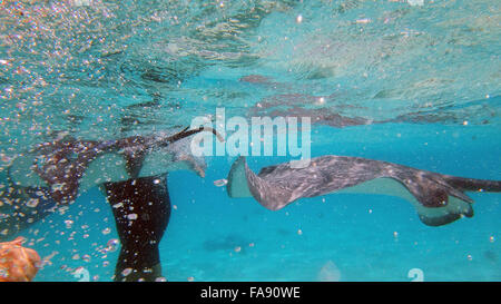 Schwimmen mit freundlichen Stachelrochen in Moorea, Französisch-Polynesien. Stockfoto