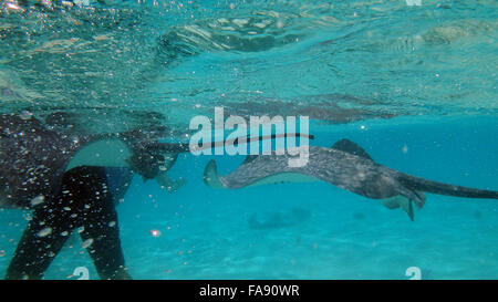 Schwimmen mit freundlichen Stachelrochen in Moorea, Französisch-Polynesien. Stockfoto