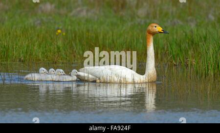 Singschwäne (Cygnus Cygnus), Erwachsene mit Cygnets, Region Süd, Island Stockfoto