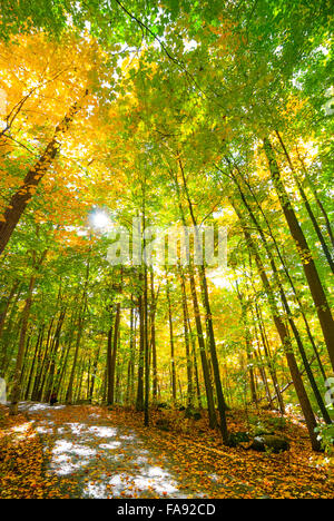 Mädchen nimmt ein Bild.  Wanderweg durch einen sonnigen Wald. Stockfoto