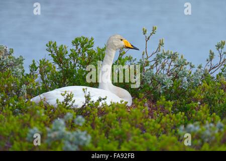 Singschwan (Cygnus Cygnus), brüten in arktische Weide (Salix Arctica), südlichen Region, Island Stockfoto