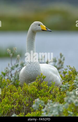 Singschwan (Cygnus Cygnus), stehend in arktische Weide (Salix Arctica), südlichen Region, Island Stockfoto