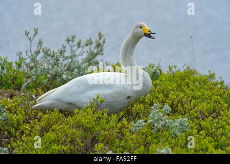 Singschwan (Cygnus Cygnus), stehend in arktische Weide (Salix Arctica), mit der Aufforderung, südlichen Region, Island Stockfoto