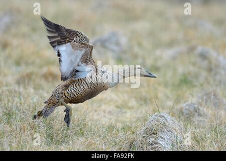 Eiderenten (Somateria Mollissima), Hündinnen ab dem Rasen Breidafjördur, Flatey, West Island, Island Stockfoto