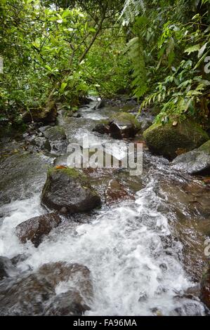 Frühling Wasser Fluss Gede Pangrango Mountain Nationalpark in Sukabumi, West-Java, Indonesien, 21. Dezember 2015. 23. Dezember 2015. © Jeff Widder/ZUMA Draht/Alamy Live-Nachrichten Stockfoto