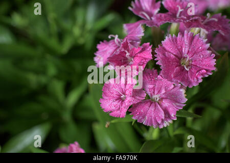 Blumen spielen vielfältige Rolle im menschlichen Leben repräsentieren eine einzigartige Bedeutung Stockfoto