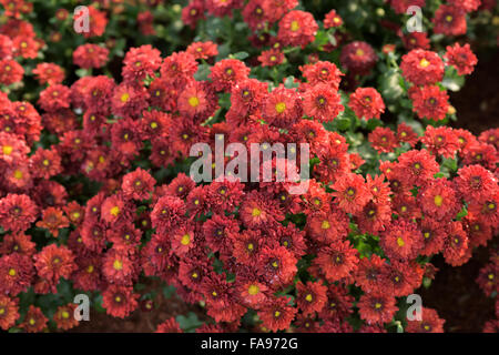 Blumen spielen vielfältige Rolle im menschlichen Leben repräsentieren eine einzigartige Bedeutung Stockfoto