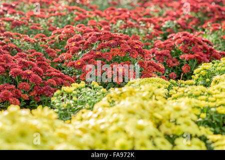 Blumen spielen vielfältige Rolle im menschlichen Leben repräsentieren eine einzigartige Bedeutung Stockfoto