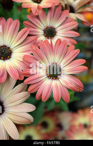 Osteospermum Ecklonis oder bekannt als afrikanischer Sonnenuntergang Stockfoto