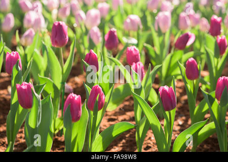 Blumen spielen vielfältige Rolle im menschlichen Leben repräsentieren eine einzigartige Bedeutung Stockfoto