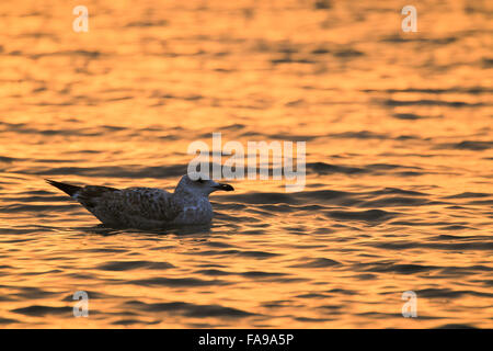 Hering-Möve Baden im Meer in orange Morgenlicht Stockfoto