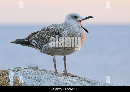 Unreife Silbermöwe Larus Argentatus stehend auf dem Felsen bei öffnen Schnabel Stockfoto