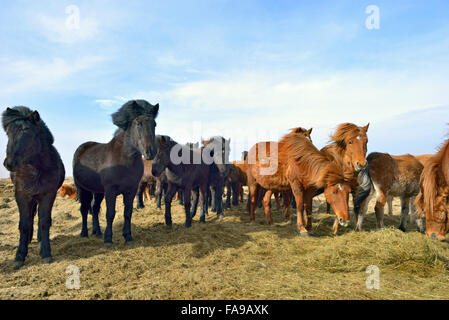 Islandpferde auf Feld im Frühling Stockfoto