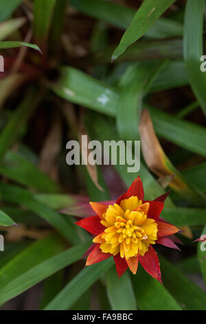 Blumen spielen vielfältige Rolle im menschlichen Leben repräsentieren eine einzigartige Bedeutung Stockfoto