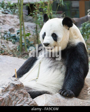 Giant Pandabär Essen Bambus Stockfoto