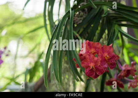 Blumen spielen vielfältige Rolle im menschlichen Leben repräsentieren eine einzigartige Bedeutung Stockfoto