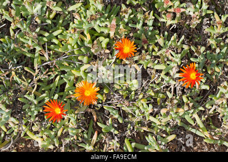 Eis-Pflanze, Crocea Iceplant, kupferfarben Iceplant, Mittagsblume, Malephora Crocea, Hymenocyclus Croceus, Mesembryanthemum Croceum Stockfoto