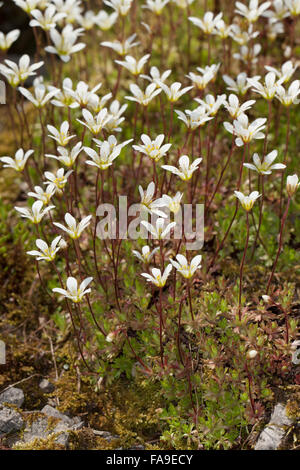 Moschus Steinbrech, Moschuss-Steinbrech, Moschussteinbrech, Steinbrech, Saxifraga Moschata, Saxifraga Exarata Sub. moschata Stockfoto